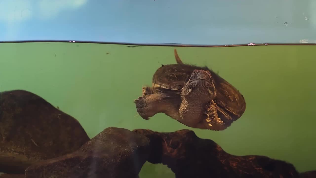 海龟是水下爬行动物的濒危物种视频素材