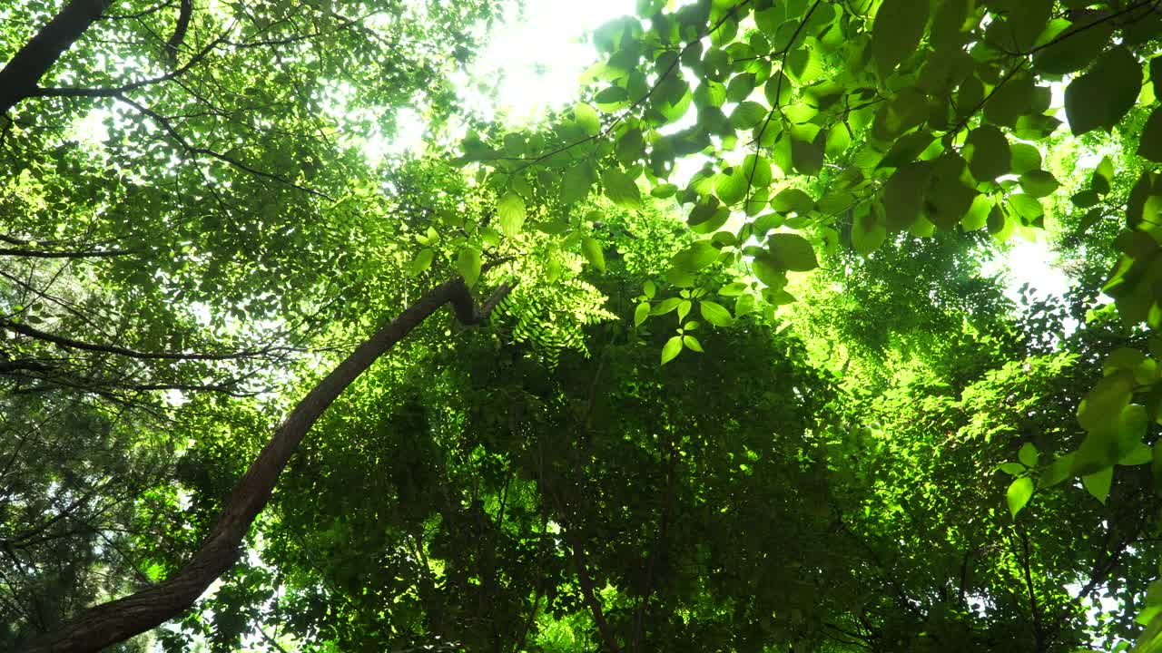 森林公园的树木和树叶/韩国视频素材