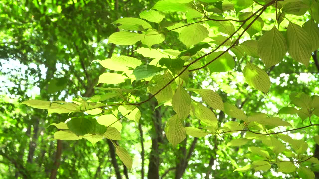 森林公园的树木和树叶/韩国视频素材