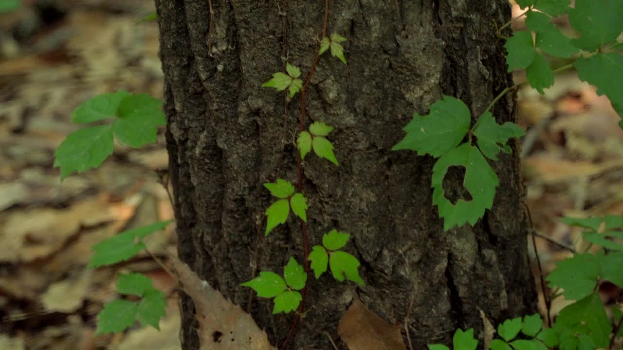 韩国森林公园的树木和树叶从树干上发芽视频素材