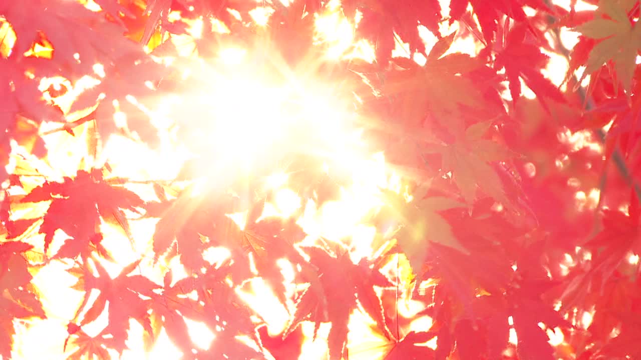 奈良公园的秋天视频下载