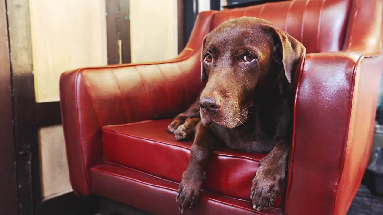 有趣的狗巧克力拉布拉多寻回犬在主人的沙发上红色复古风格在家庭办公室看着相机无聊的眼睛。狗在客厅休息。背景中国门风格与复制空间。鲜艳的颜色。BangkokThailand视频素材