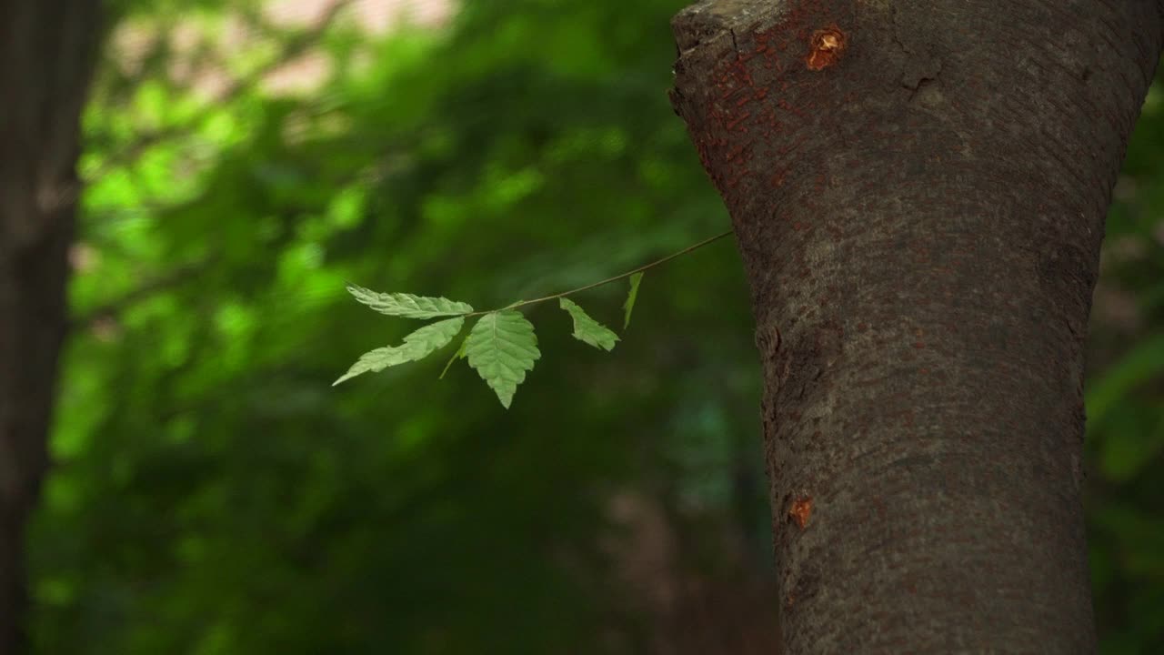 韩国森林公园的树木和树叶从树干上发芽视频素材