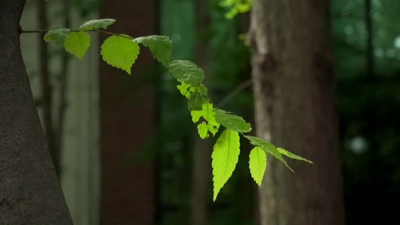 森林公园的树木和树叶从树干上发芽视频下载