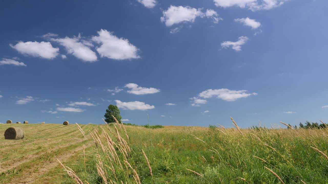 孤独的树，蓝天，绿草如茵的田园风光视频下载