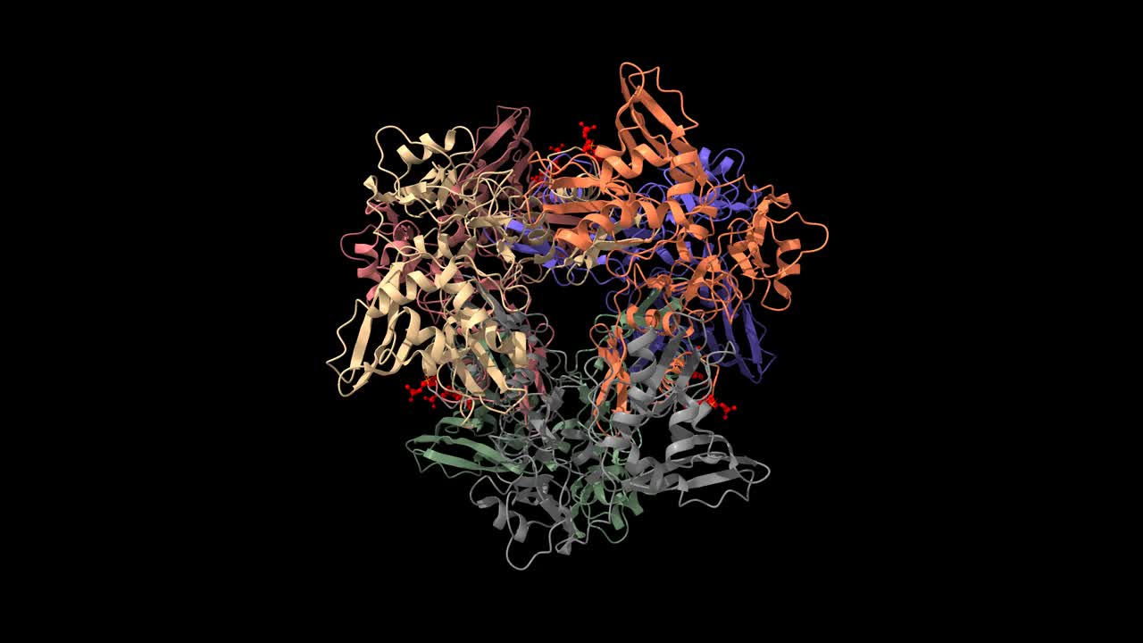 SARS-CoV-2 Nsp15，尿苷特异性核糖核酸内切酶，与尿苷-5'-单磷酸核苷酸结合(红色)视频素材