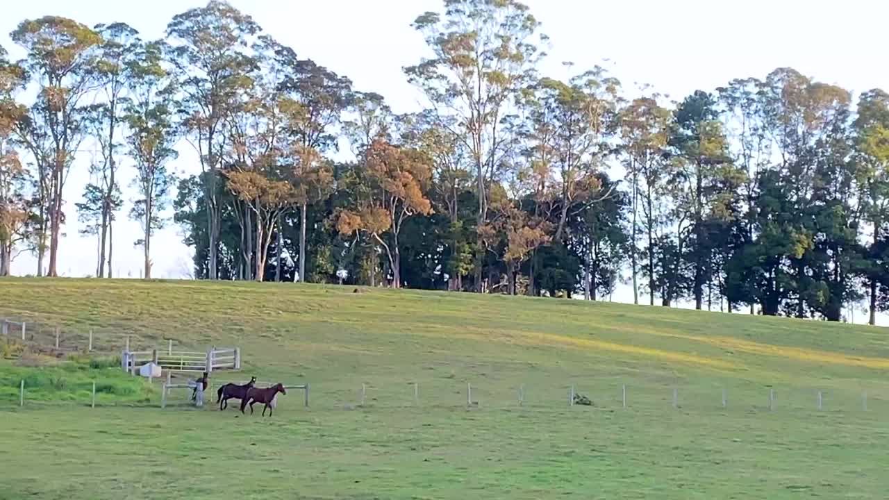 马跑着去吃东西视频下载