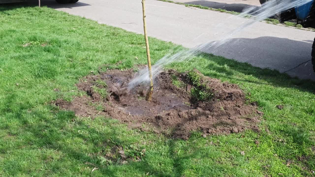 把水喷到树和草上。在花园里给树浇水。手树种植。自然、环境和生态概念。视频素材