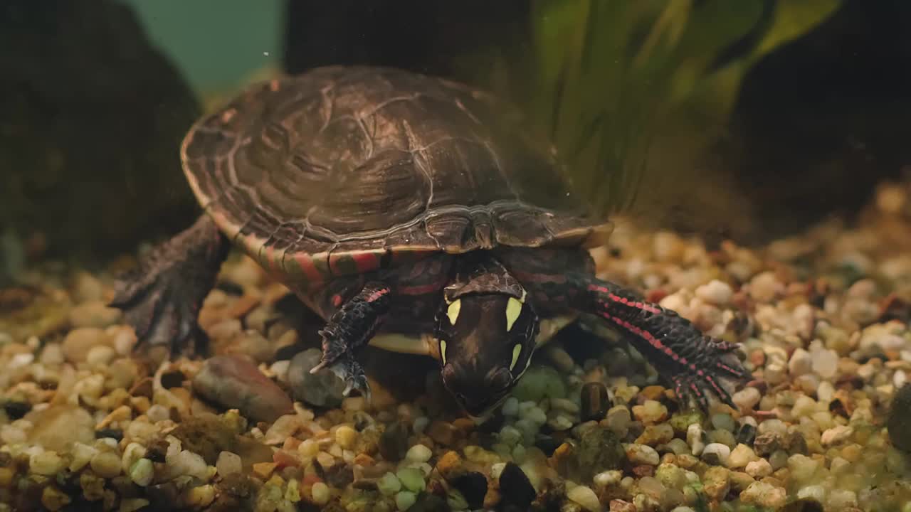 海龟是水族馆中水下爬行动物视频素材