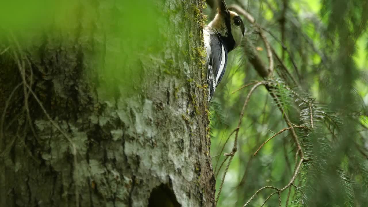 白俄罗斯林地中的大斑点啄木鸟视频下载