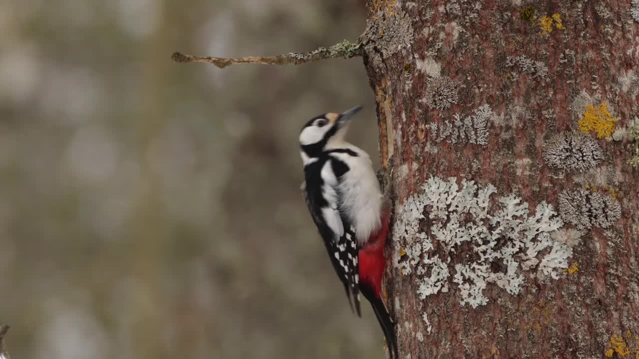 白俄罗斯林地中的大斑点啄木鸟视频素材