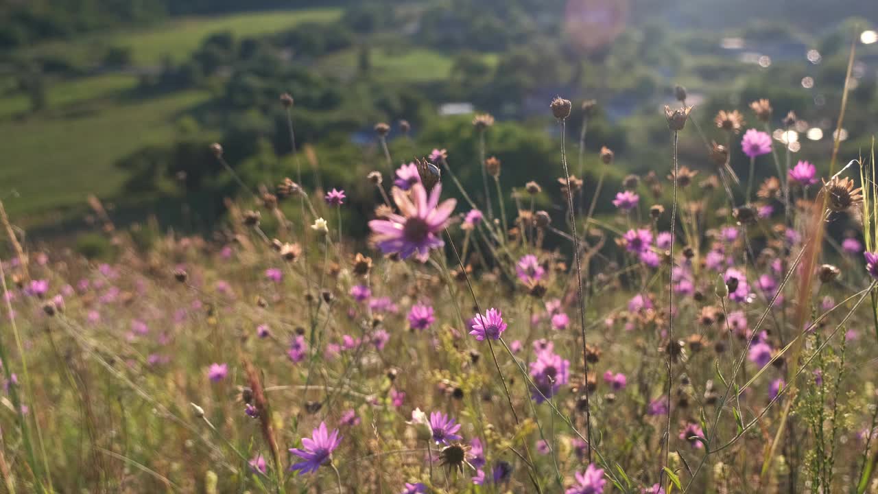 草地上野花的风景视频素材