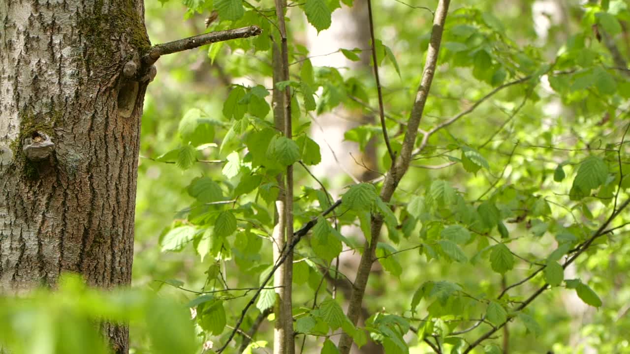 白俄罗斯林地中的大斑点啄木鸟视频素材