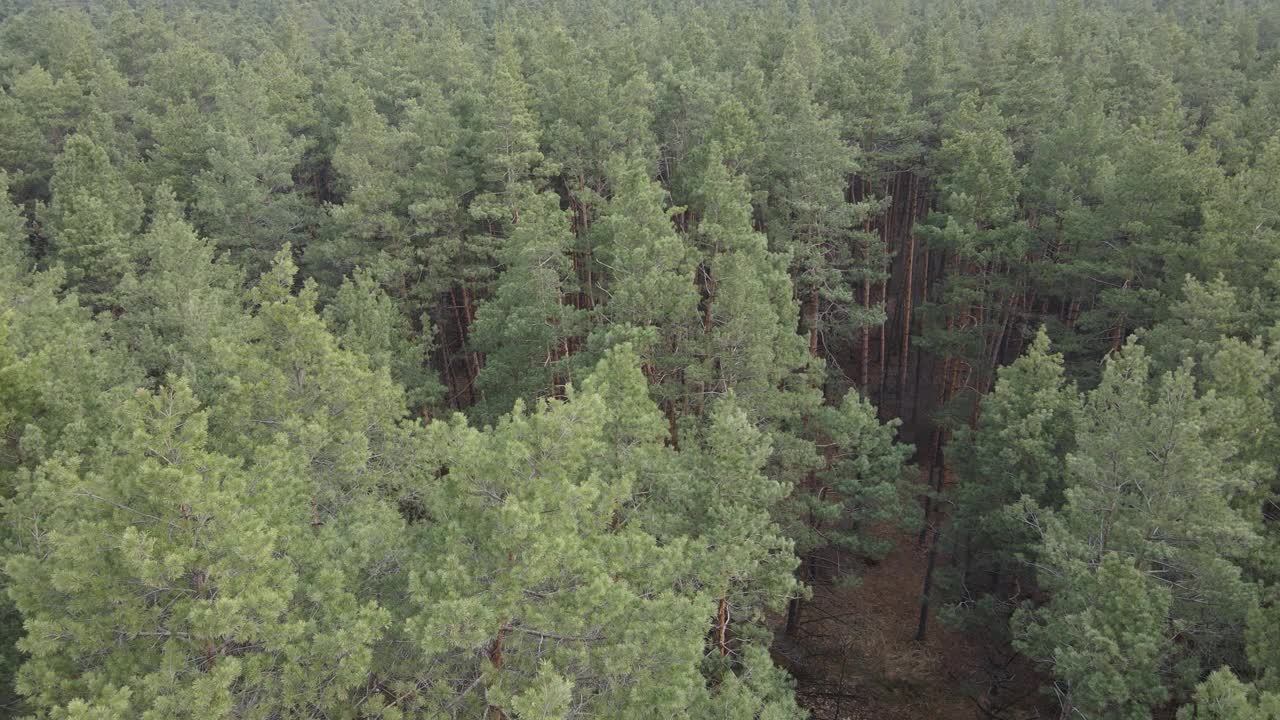 森林景观鸟瞰图，慢镜头视频素材