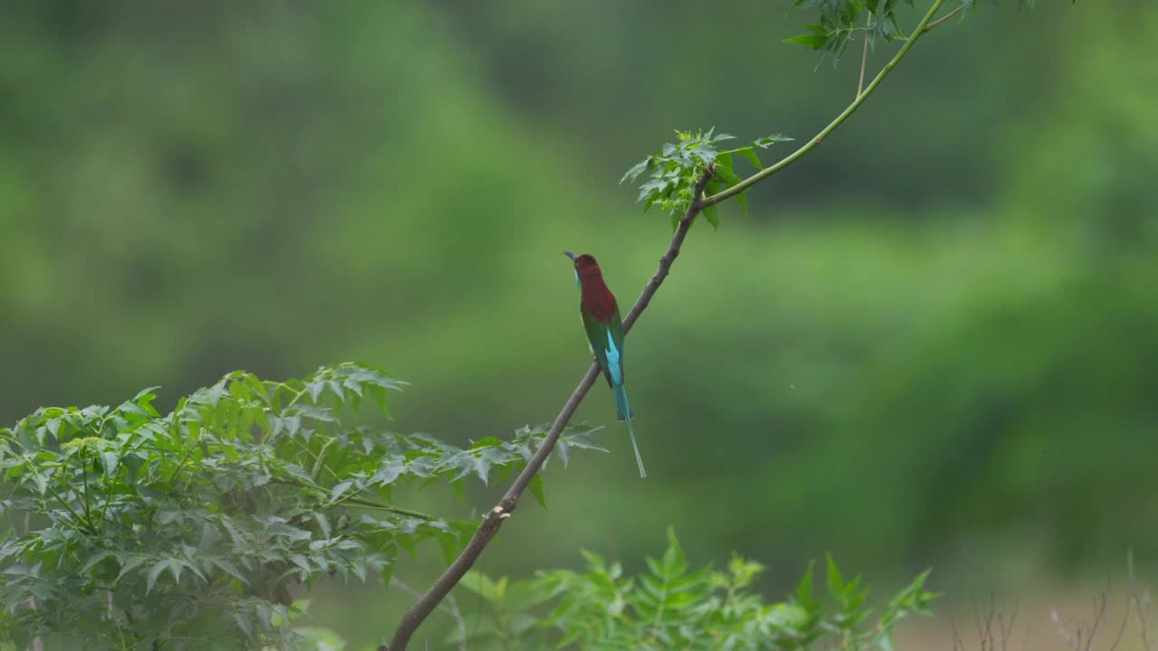 蓝喉蜂鸟(翠绿美乐鸟)栖息在开放的树枝上，干净的背景视频下载