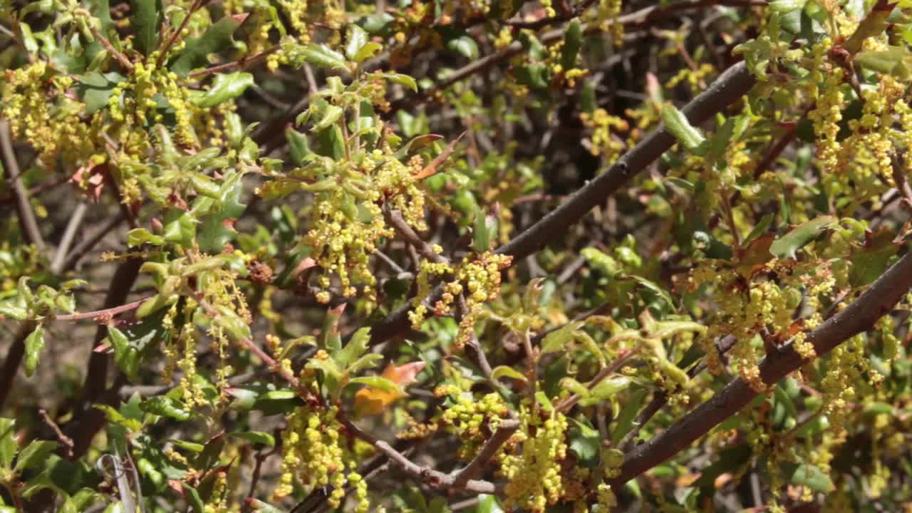 小檗(Quercus berberidifolia)雄花红岩cp mrca - 042721 v视频素材