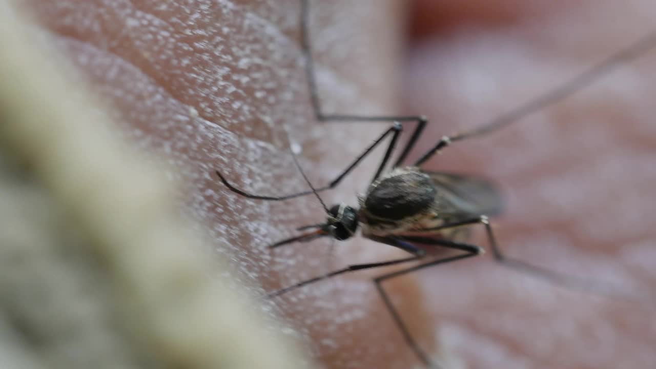 伊蚊试图穿透人类皮肤吸血。视频下载