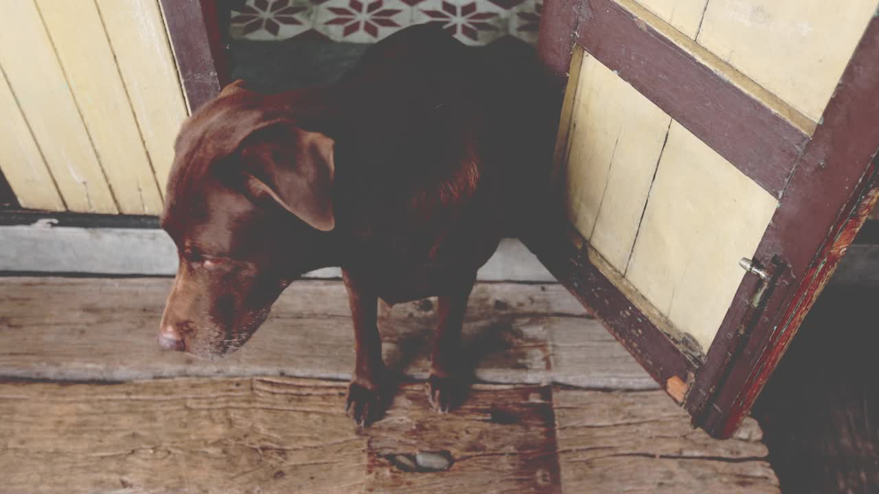 老狗巧克力色拉布拉多寻回犬等待鸡主人在家玩耍的时间。城市场景。好玩的宠物概念视频素材
