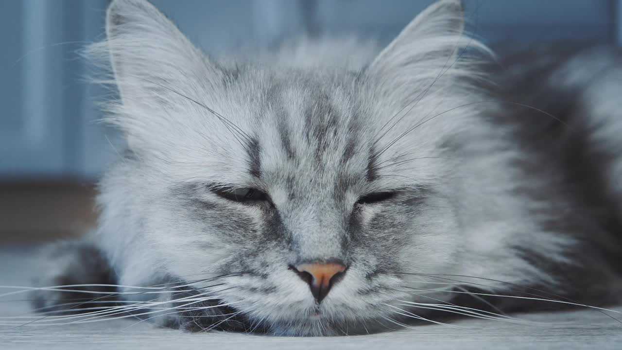 可爱的灰色毛茸茸的猫视频素材