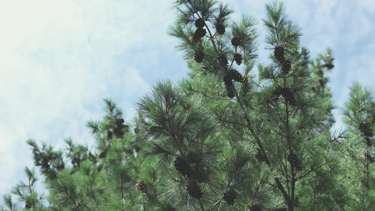 绿色的松针和深色的球果在蓝色多云的天空背景视频下载