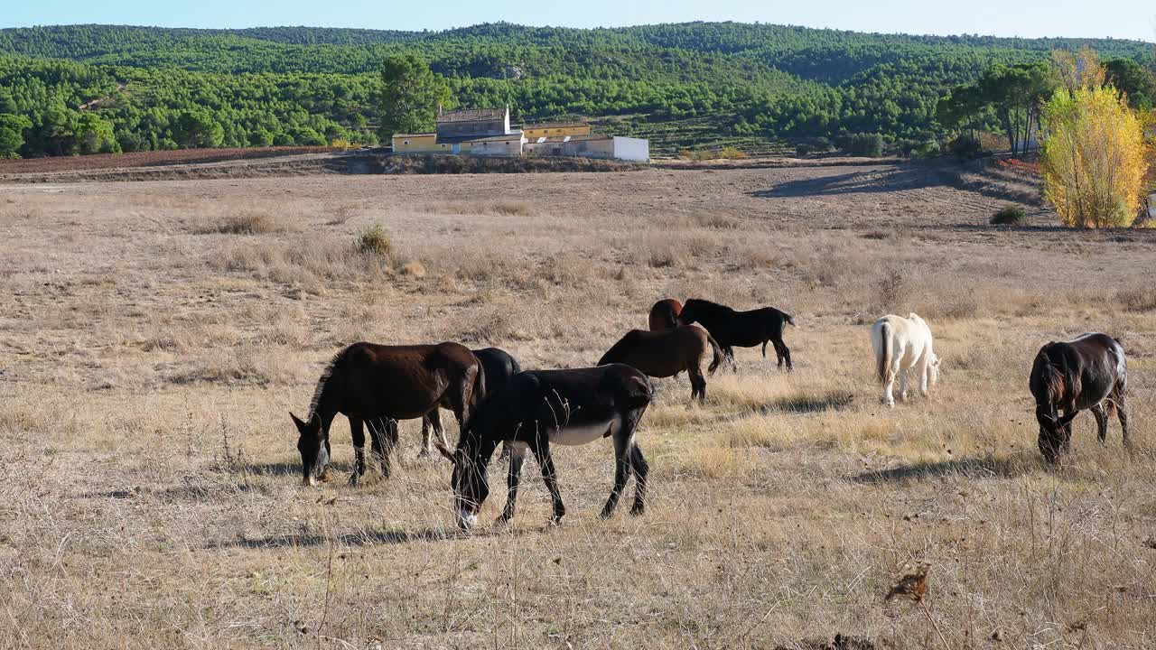 田野里的一群骡子和驴。视频下载