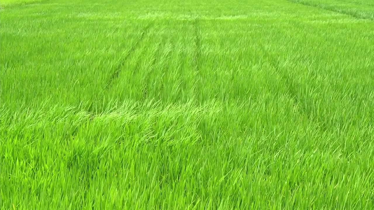 稻谷绿草地随风摇曳，在绿野风光中荡漾视频素材