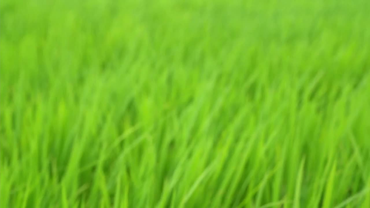 稻谷绿草地随风摇曳，在绿野风光中荡漾视频素材