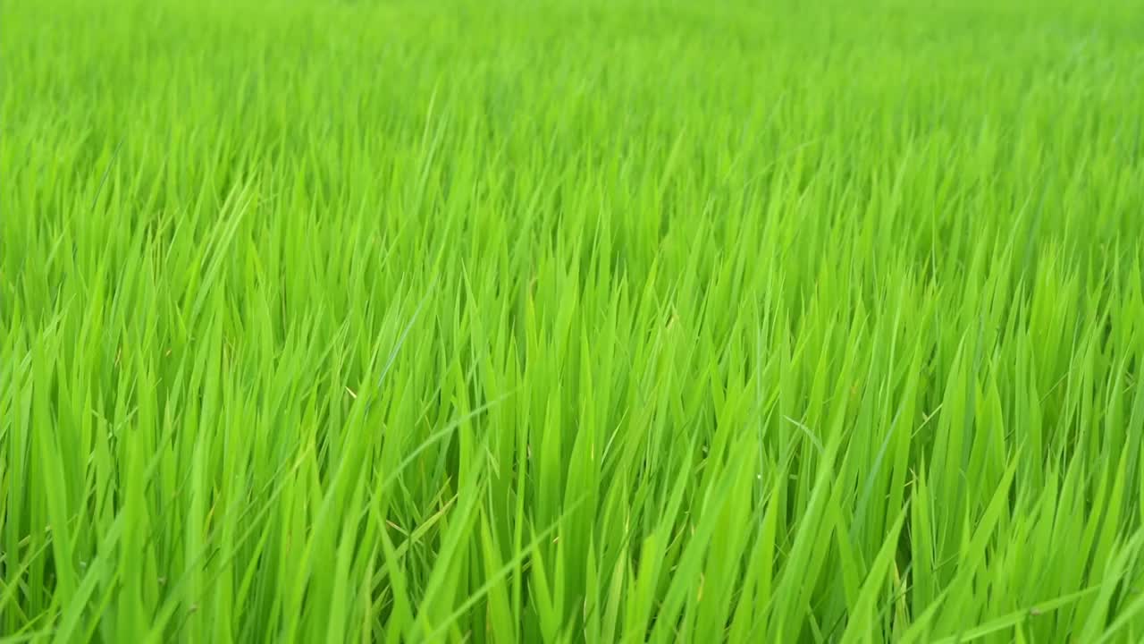 稻谷绿草地随风摇曳，在绿野风光中荡漾视频下载