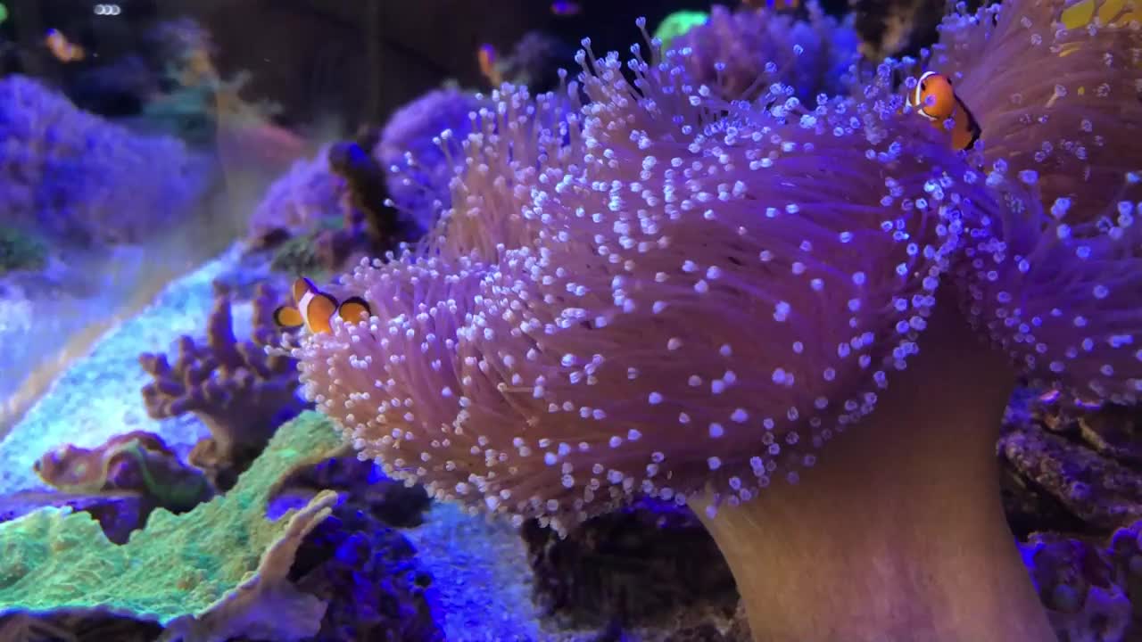 海葵和海葵鱼在里面游荡。小丑鱼。视频素材