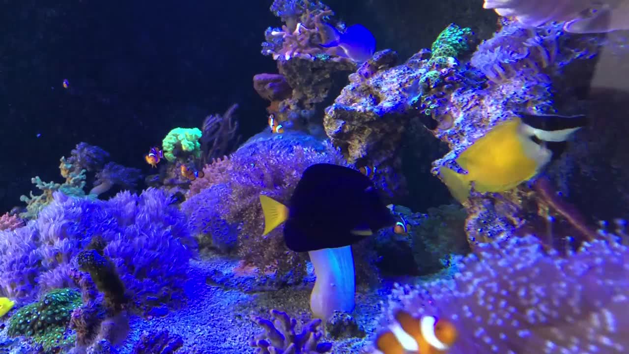各种鱼、海葵和珊瑚在鱼缸里和谐地摆动。视频素材