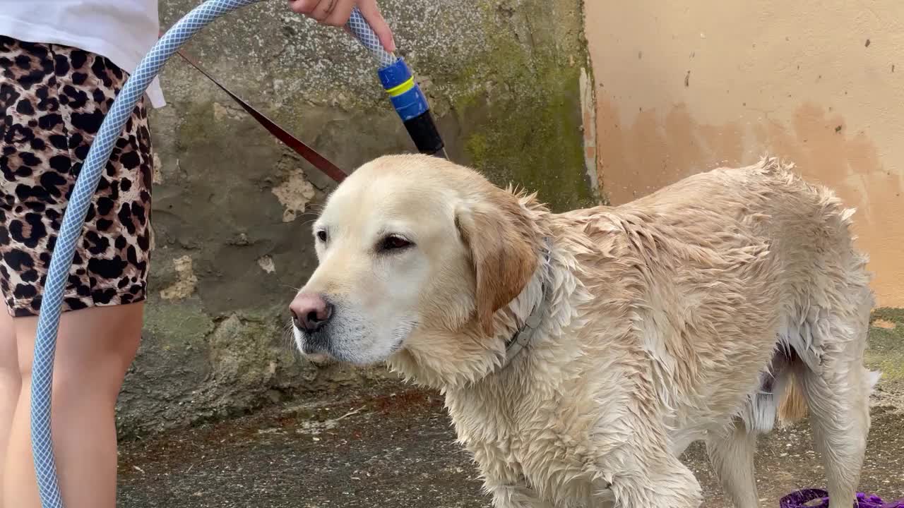 陌生女人在给狗洗澡视频下载