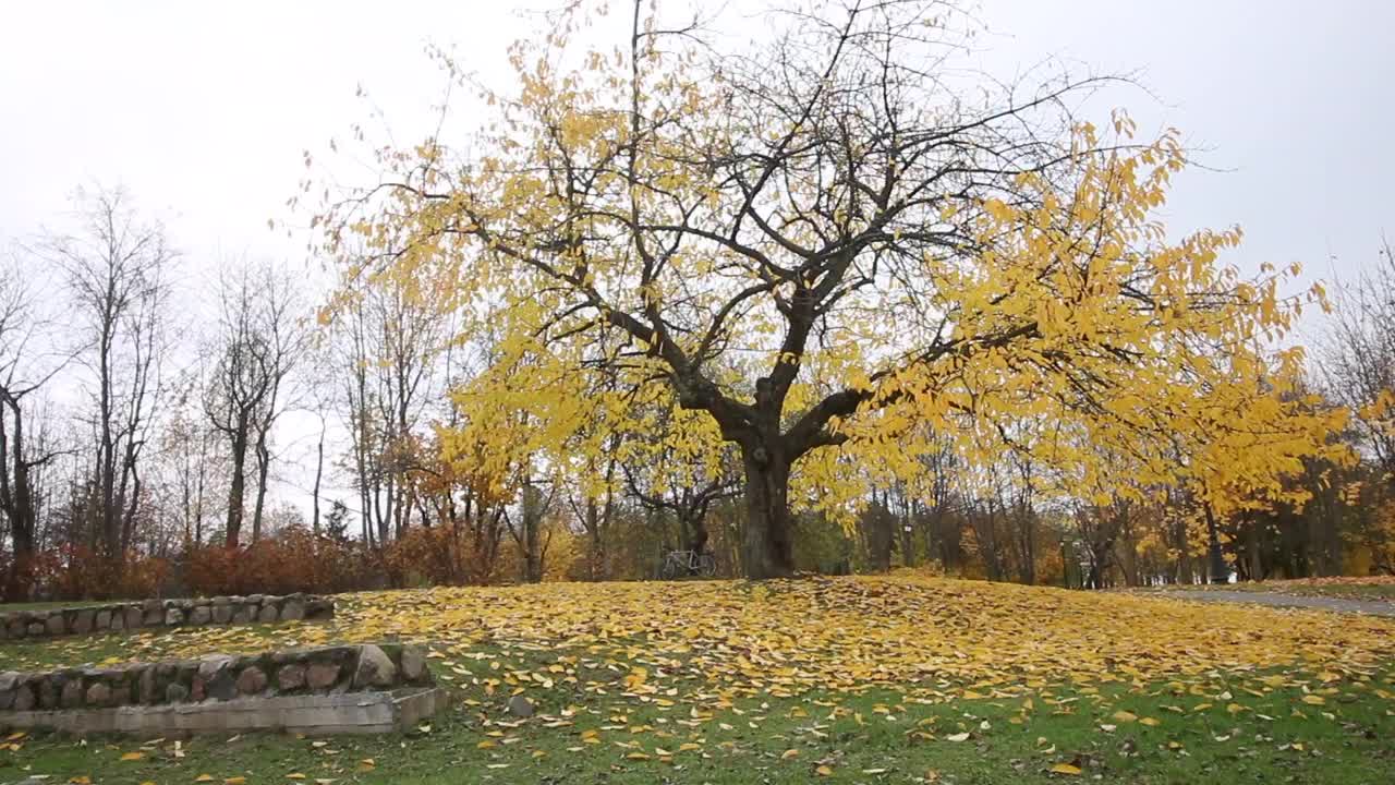 秋季城市公园的圆形剧场。风吹得枯叶飘动。一条人行道清晰可见视频下载