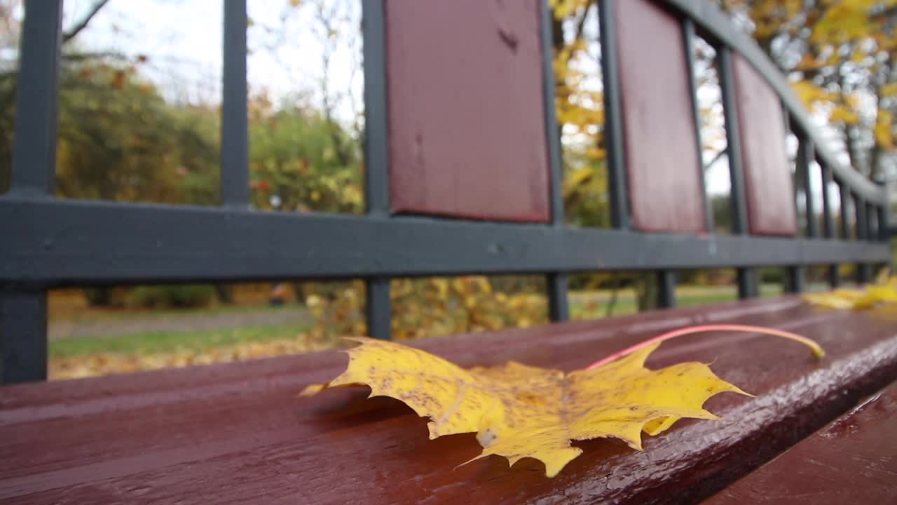 秋天，城市公园里的长椅。风吹着发黄的枫叶。特写镜头。视频素材