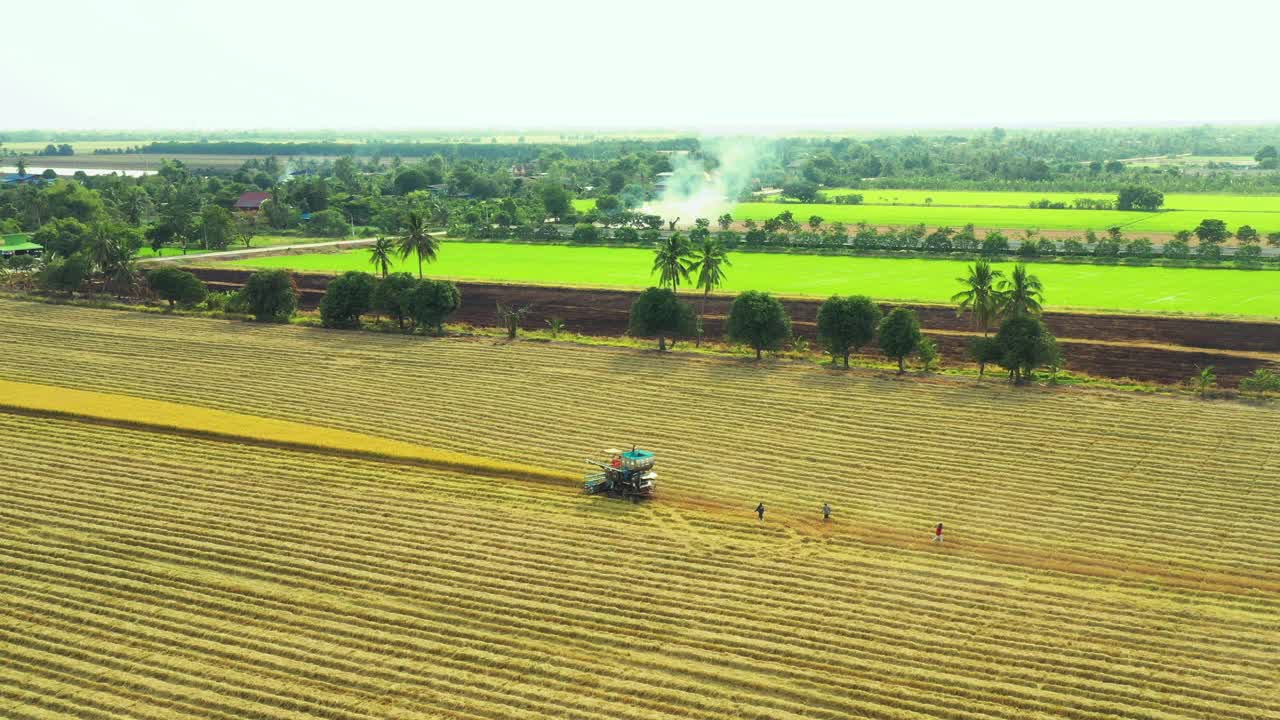 在收获田里用拖拉机收获水稻的无人机视角。视频素材