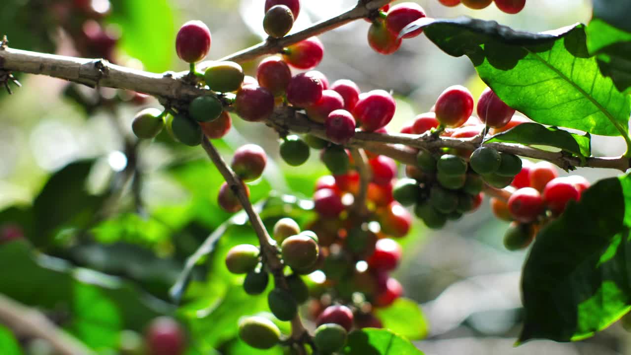 农夫轻轻地从他农场的咖啡树上采摘成熟的咖啡樱桃视频素材