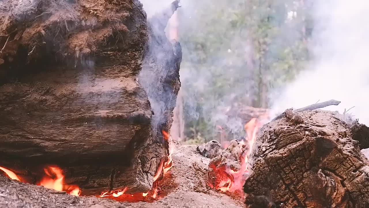 一棵烧焦的树的煤块上的火和烟。森林大火。视频素材