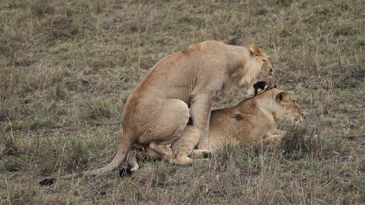 狮子和母狮在交配视频素材