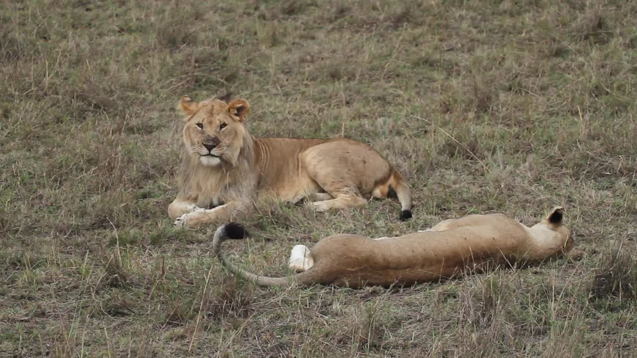 狮子和母狮交配后视频素材