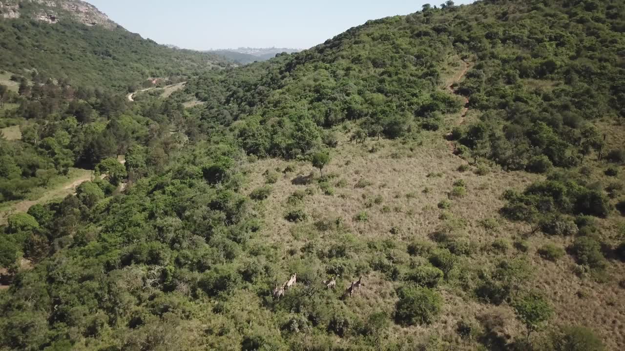 南非野生动物保护区的长颈鹿无人机鸟瞰图视频下载