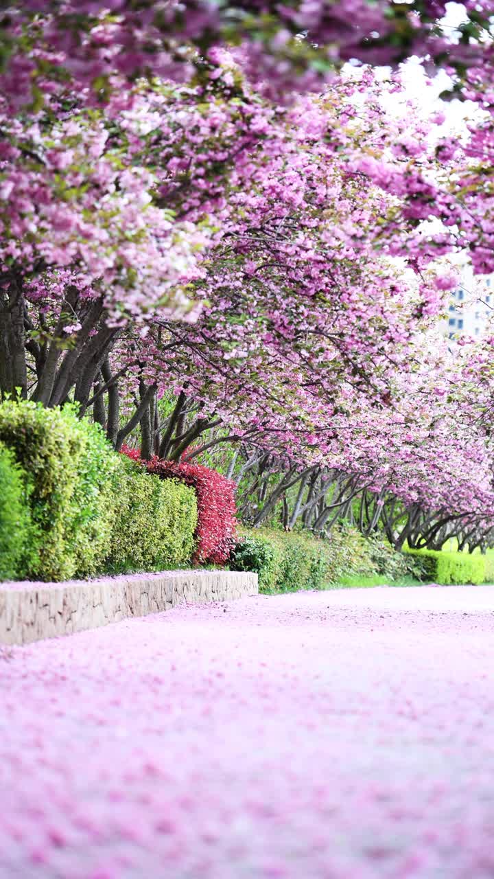 铺满花瓣的双层樱花路面。中国山东省青岛市视频下载