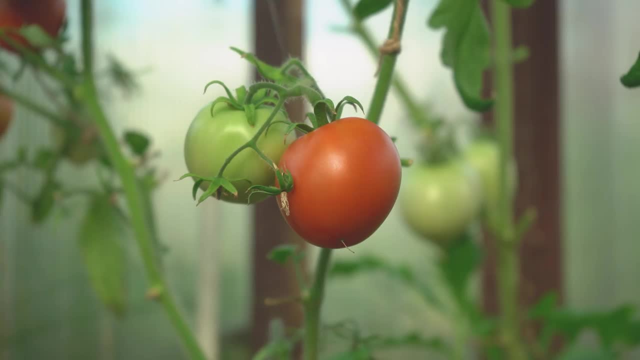 一个女人的手从树枝上摘下一个红色的西红柿。在温室里收获视频素材