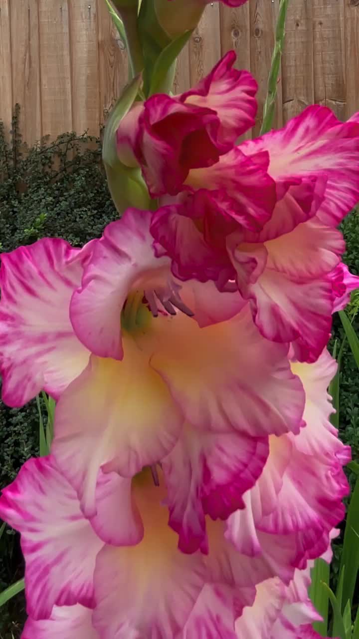 剑兰花闭合白色，黄色，粉红色和深红色花瓣视频下载