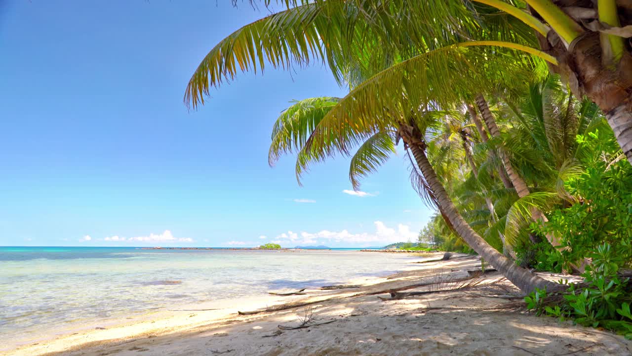 热带棕榈树海滩视频下载