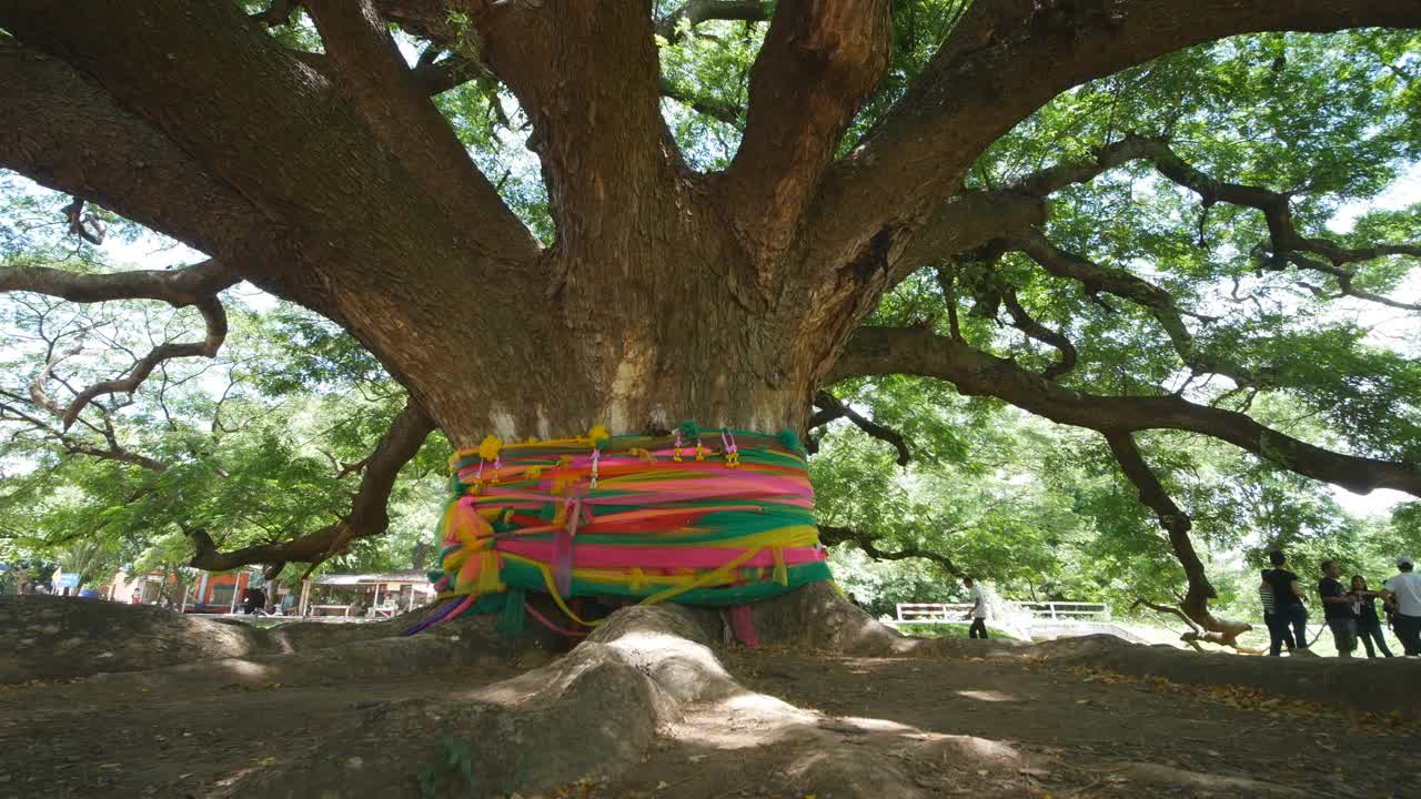 巨型猴豆荚树视频素材