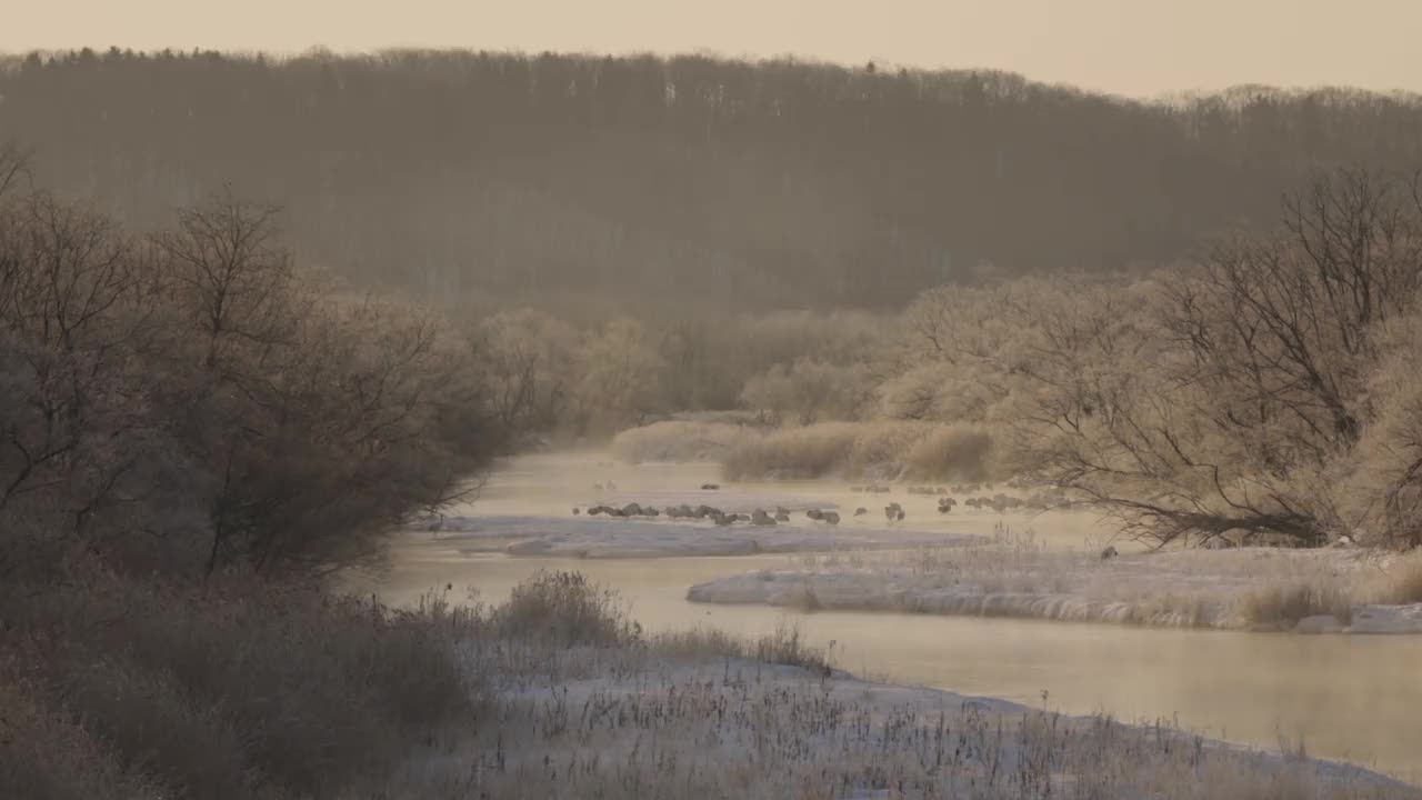 日本北海道东部冬季的钏路丹顶鹤视频下载