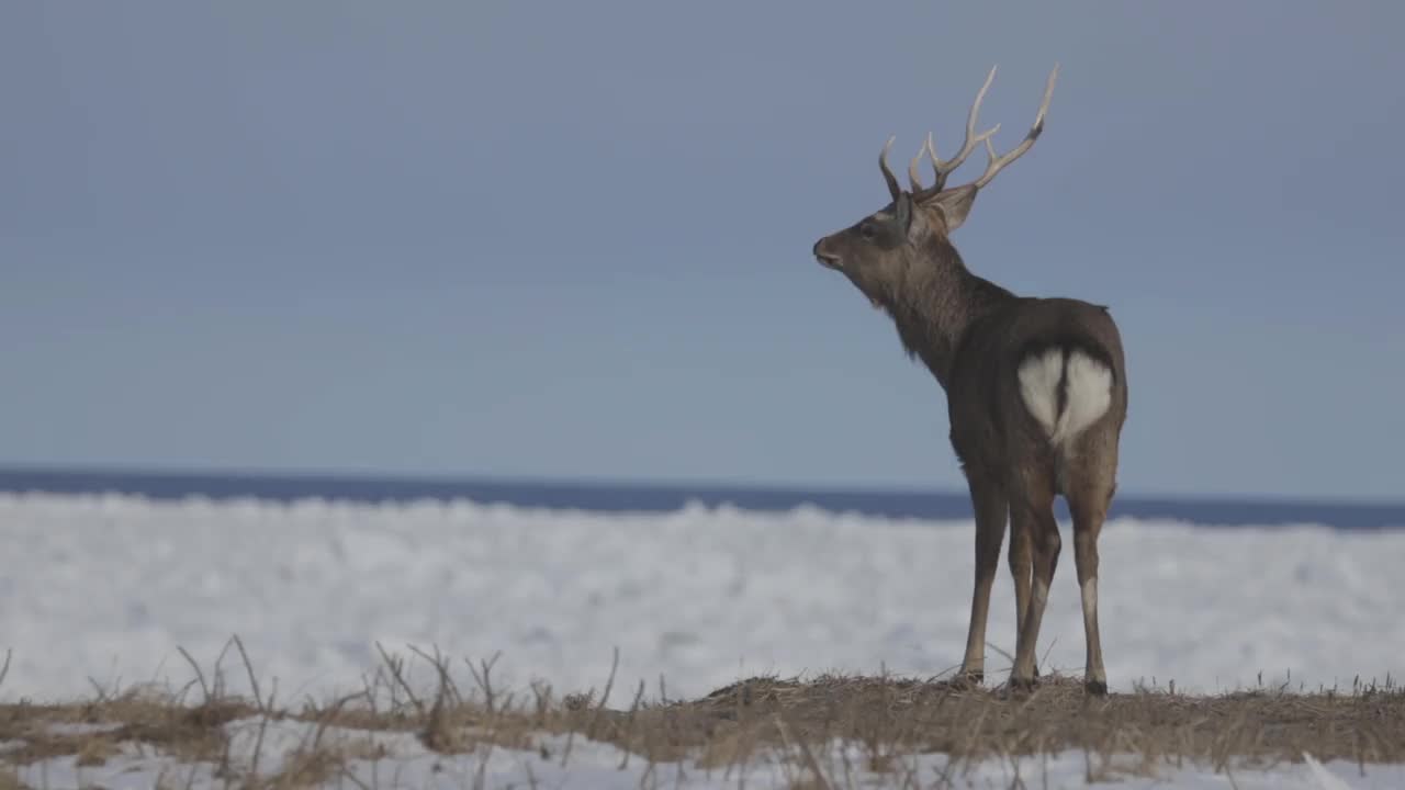 日本北海道东部冬季大自然中的鹿视频下载