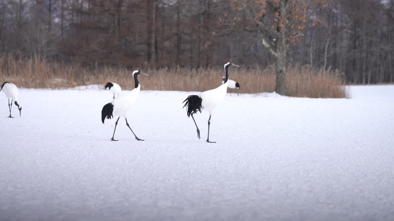 日本北海道东部冬季的钏路丹顶鹤视频下载