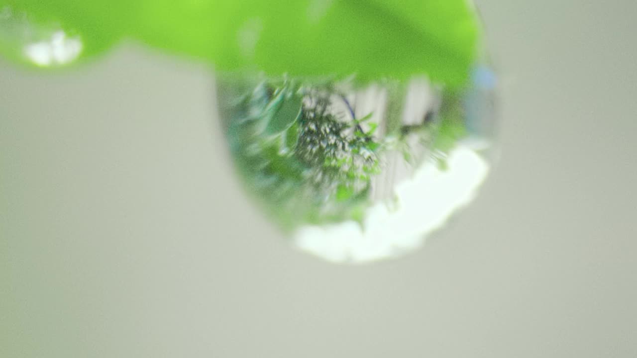 水珠与嫩绿的叶子紧密相接。露珠落在叶子上，这反映了嫩芽视频素材