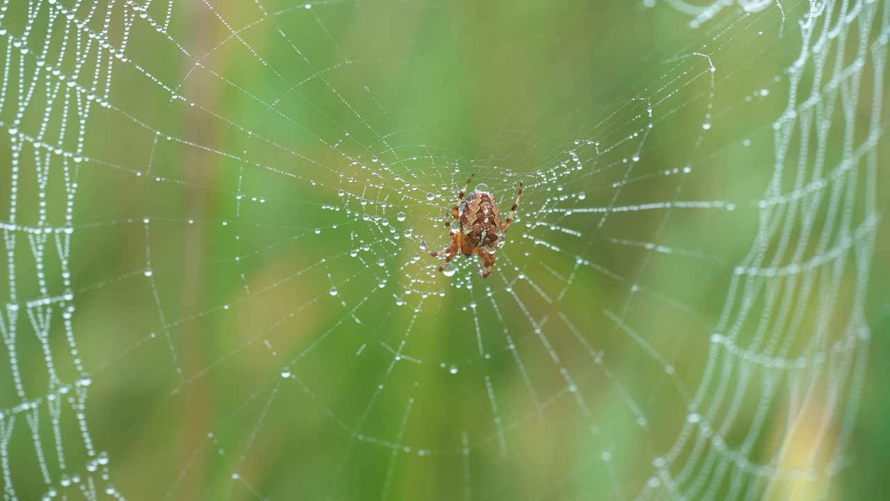 圆蛛-被称为欧洲花园蜘蛛，十字蜘蛛，有王冠的圆蛛。昆虫坐在网的中间，等待受害者视频下载