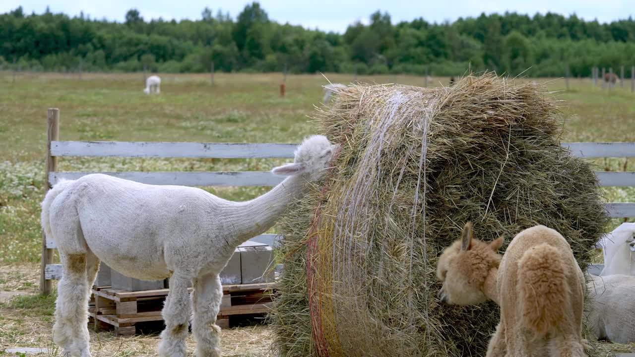 羊驼近距离观察草堆和咀嚼动作视频素材
